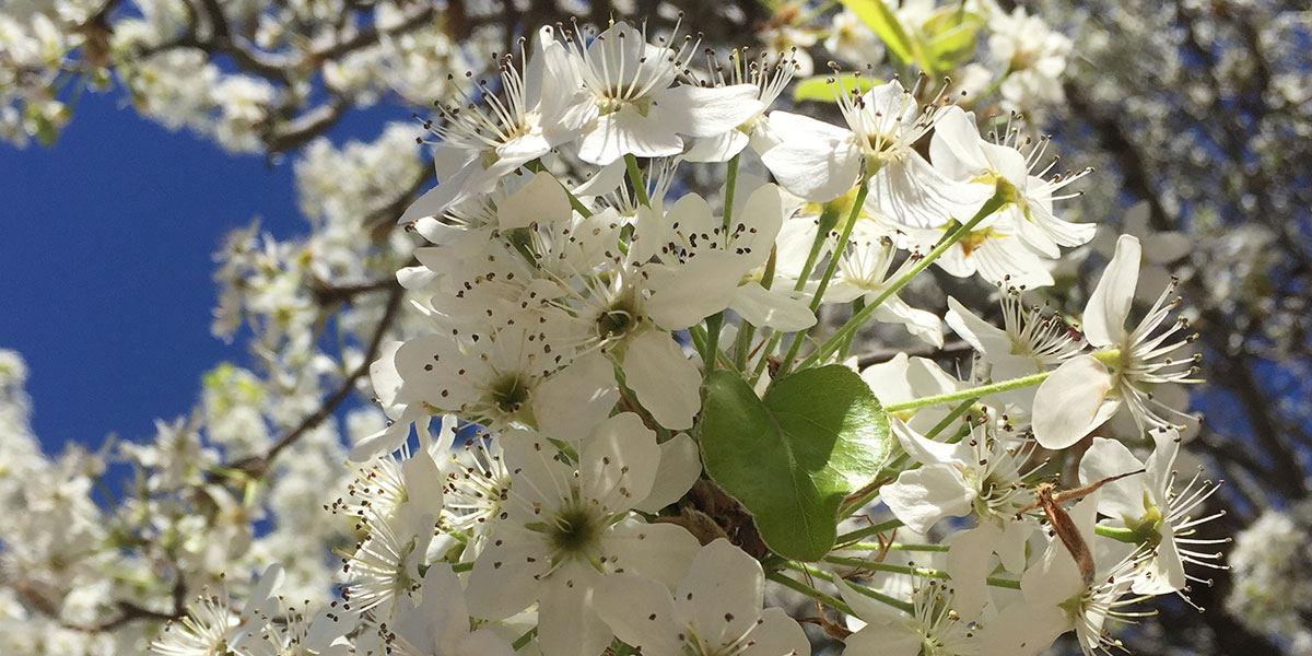 flowers-02