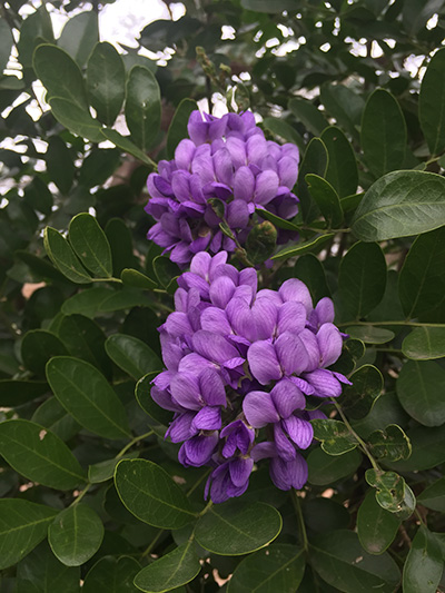 flowers-03