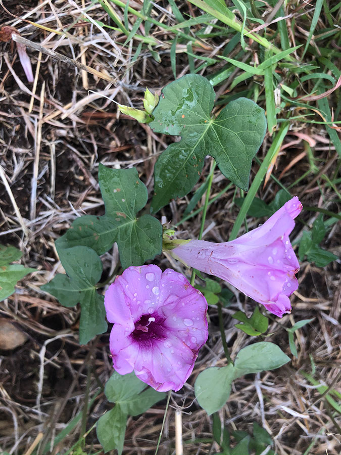 flowers-17