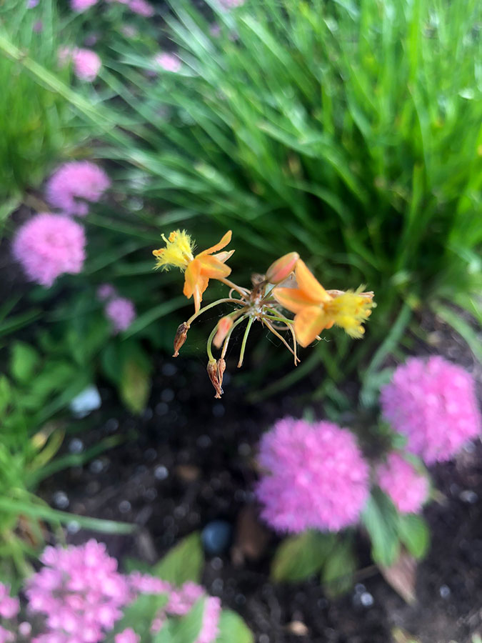 flowers-19