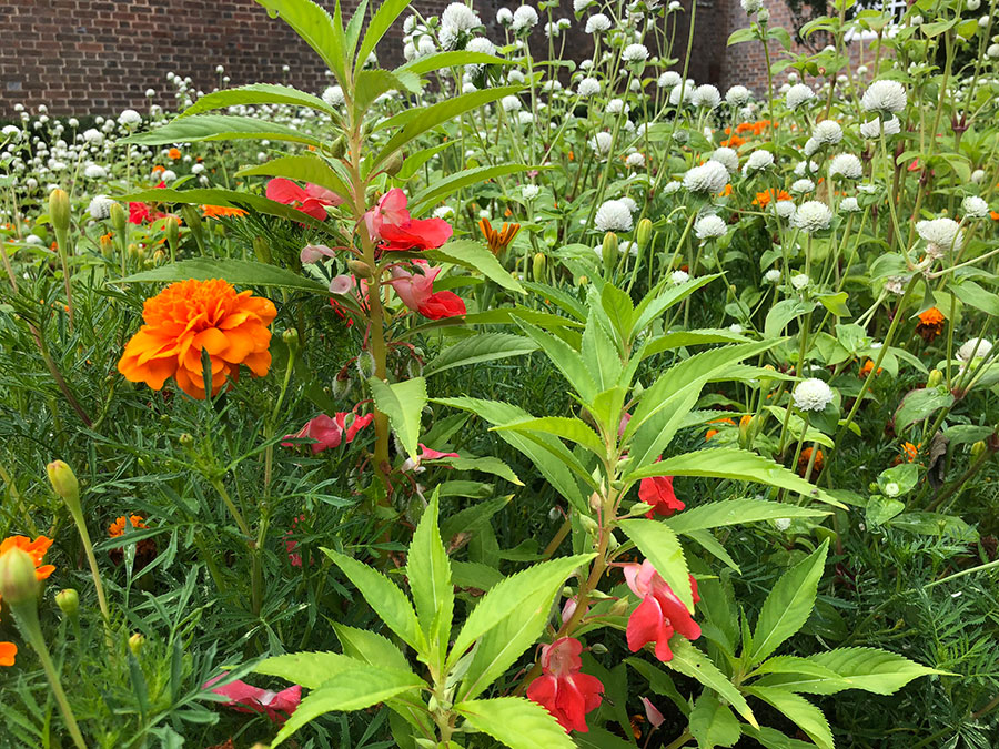flowers-20