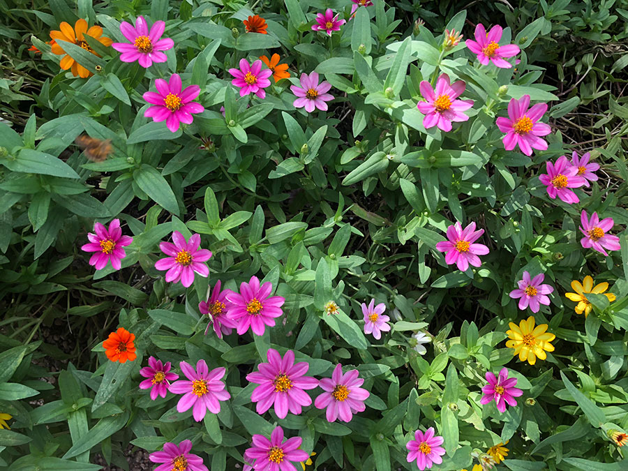 flowers-21