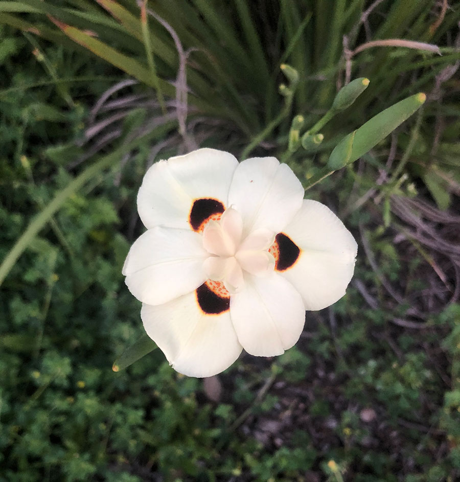 flowers-23