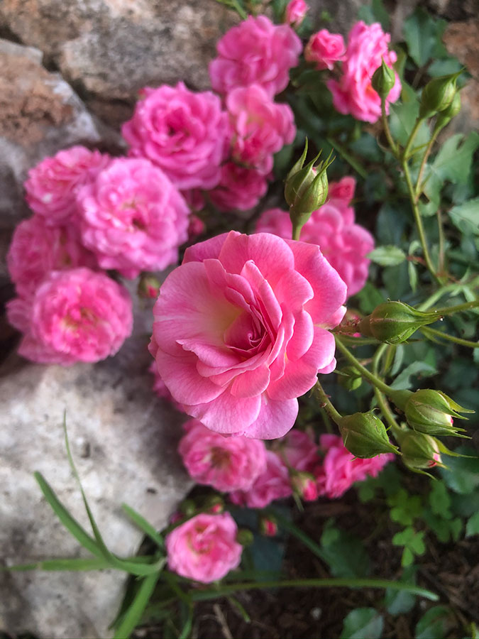 flowers-28