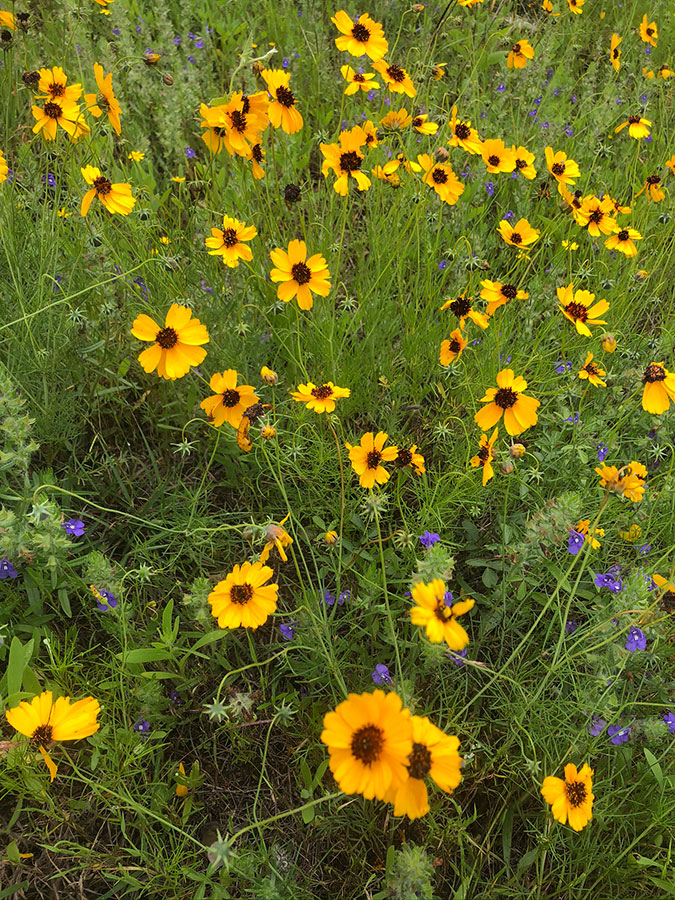flowers-29