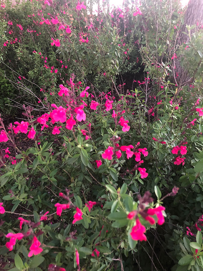 flowers-30