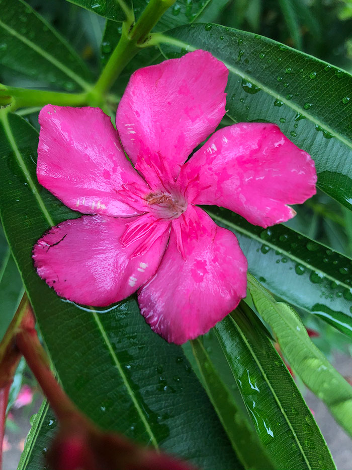 flowers-34