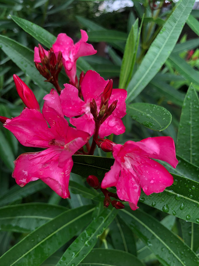 flowers-35