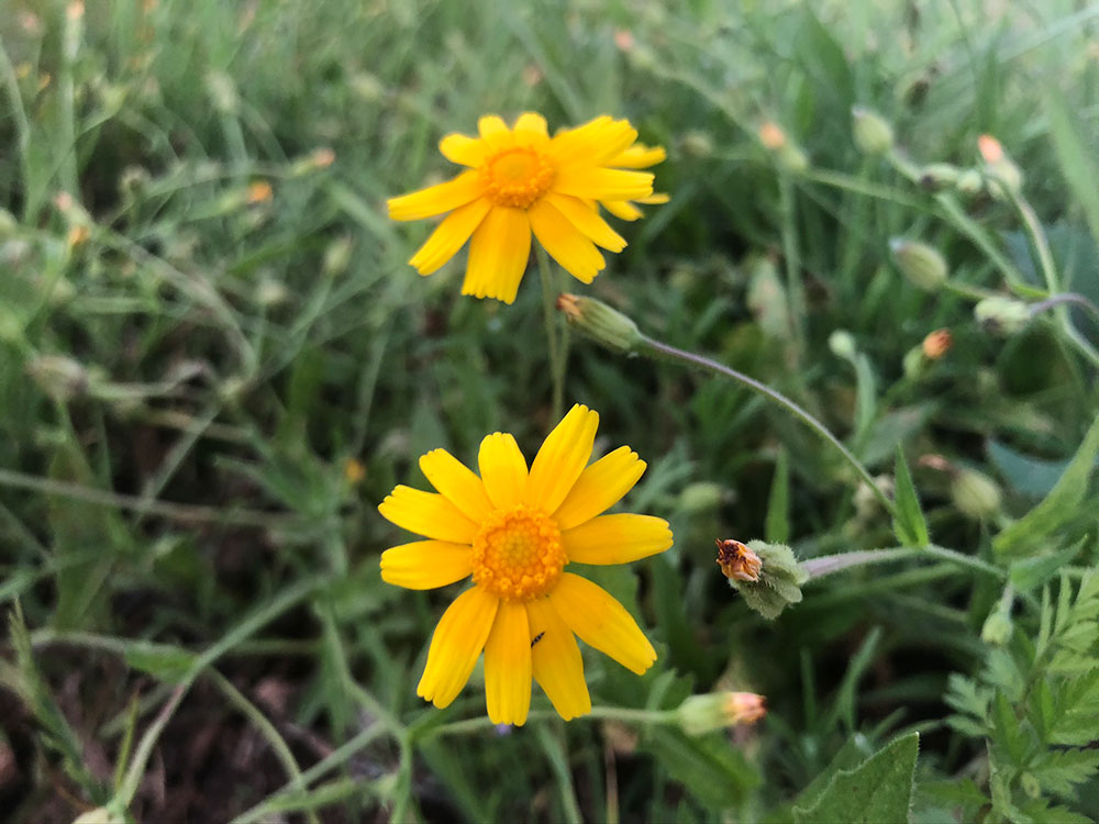 flowers-38
