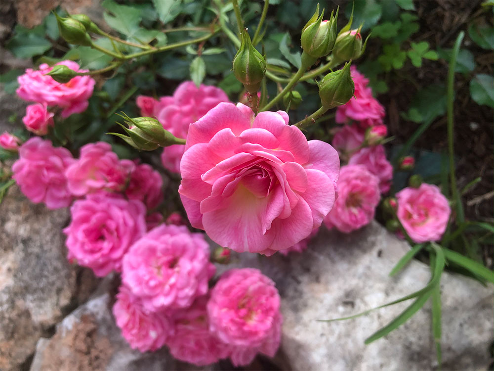 flowers-39