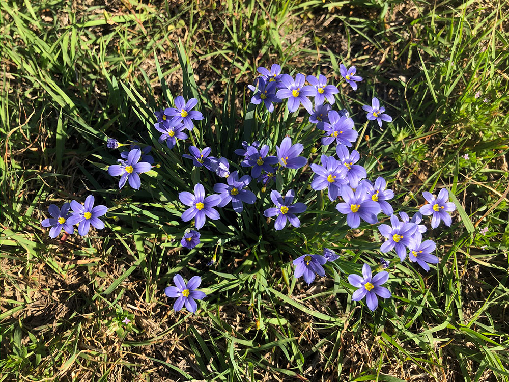 flowers-41
