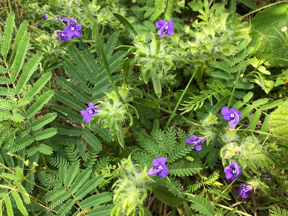 flowers-42