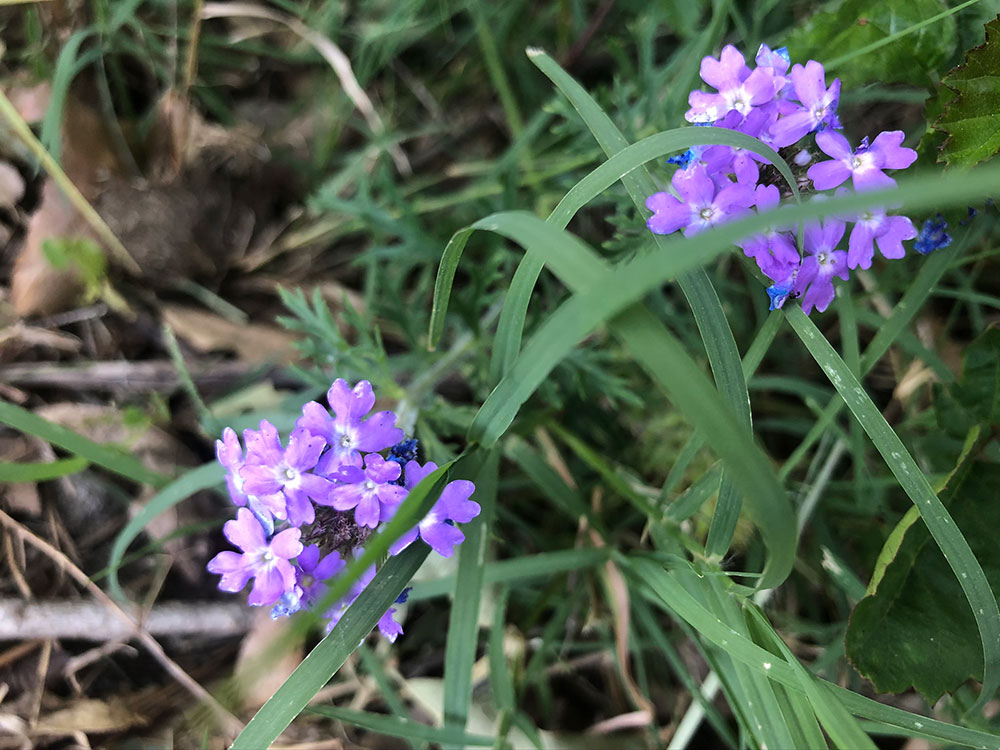 flowers-43