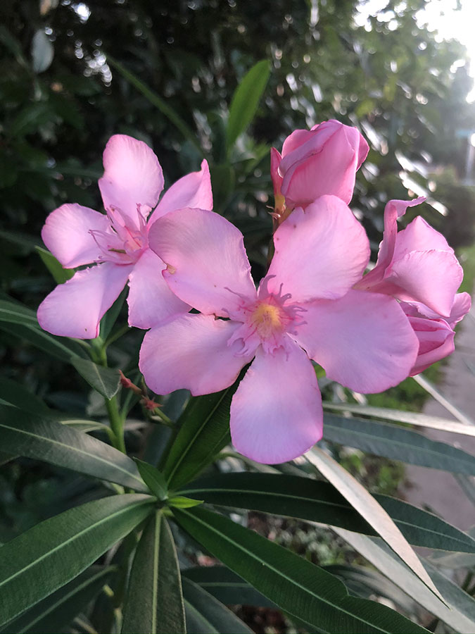 flowers-44