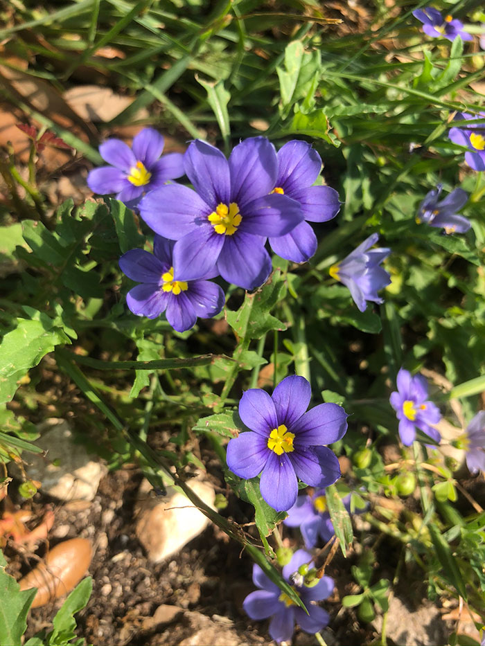 flowers-47